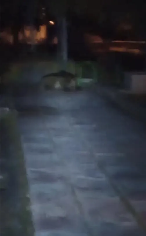 Bolu Kıbrıscık'ta bozayı çocuk parkına yerleşti