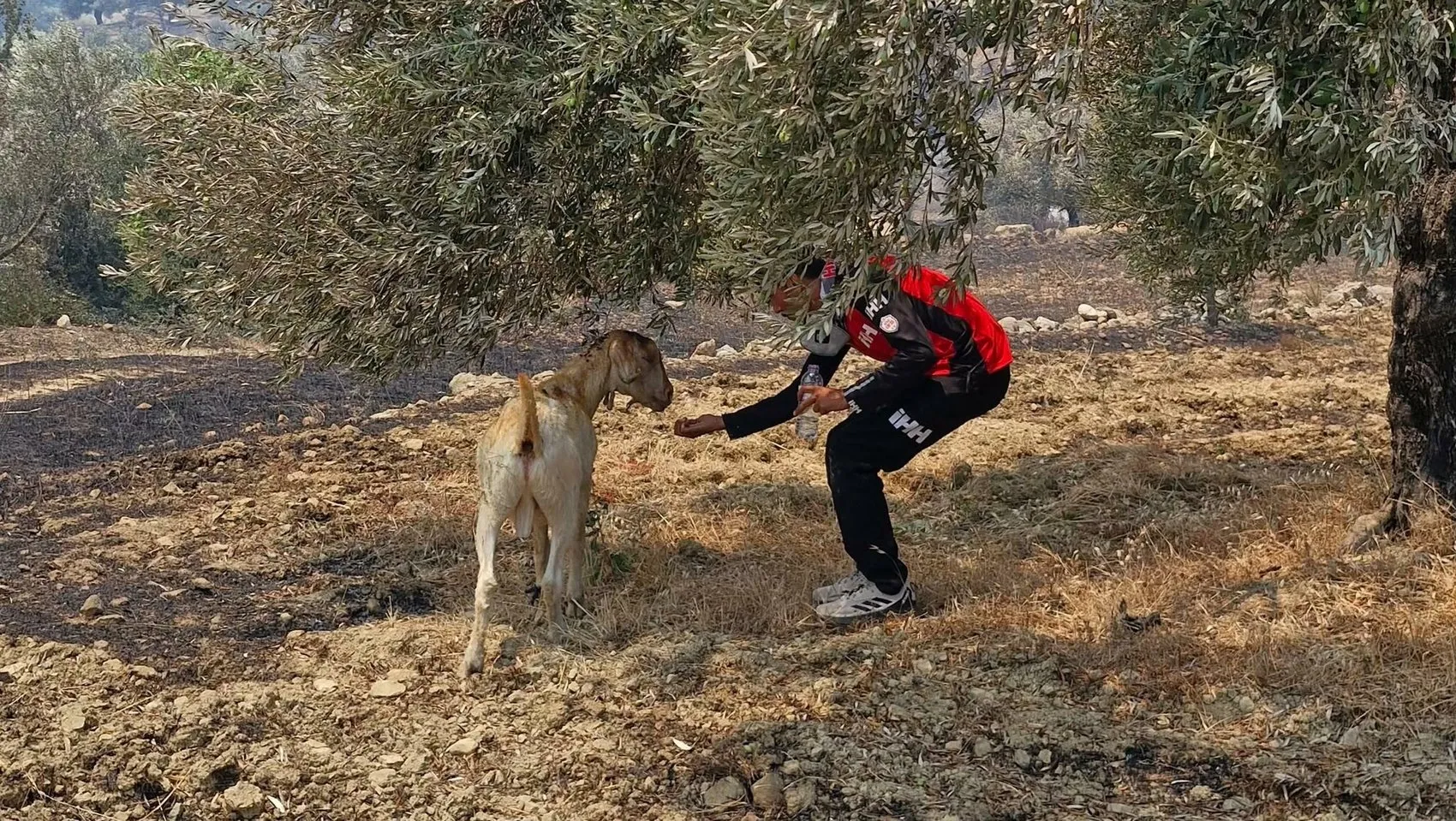 Muğla Seydikemer'de orman yangını paniği
