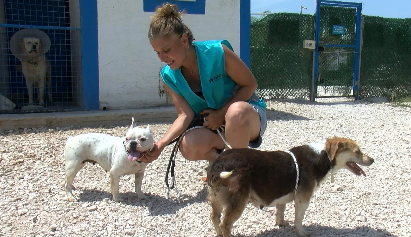 Bursa'da hevesi kaçanlar köpeklerini sokağa terk ediyor