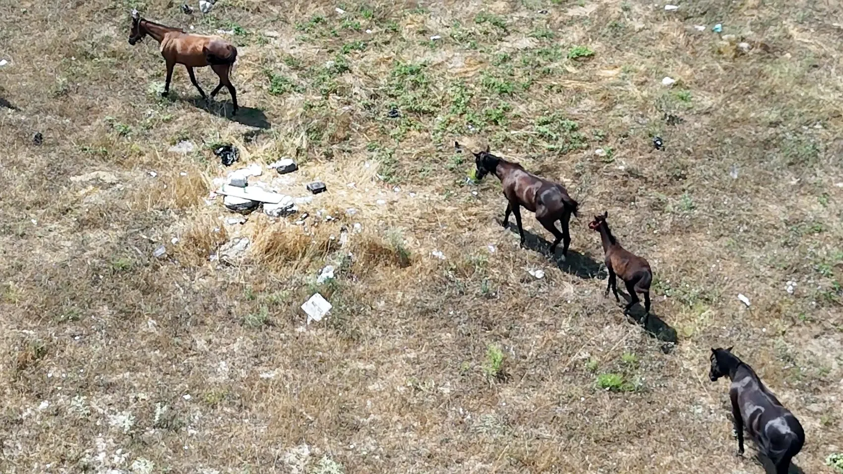 Avcılar'da trafiğe karışan sahipsiz atlar kaza riski yaratıyor