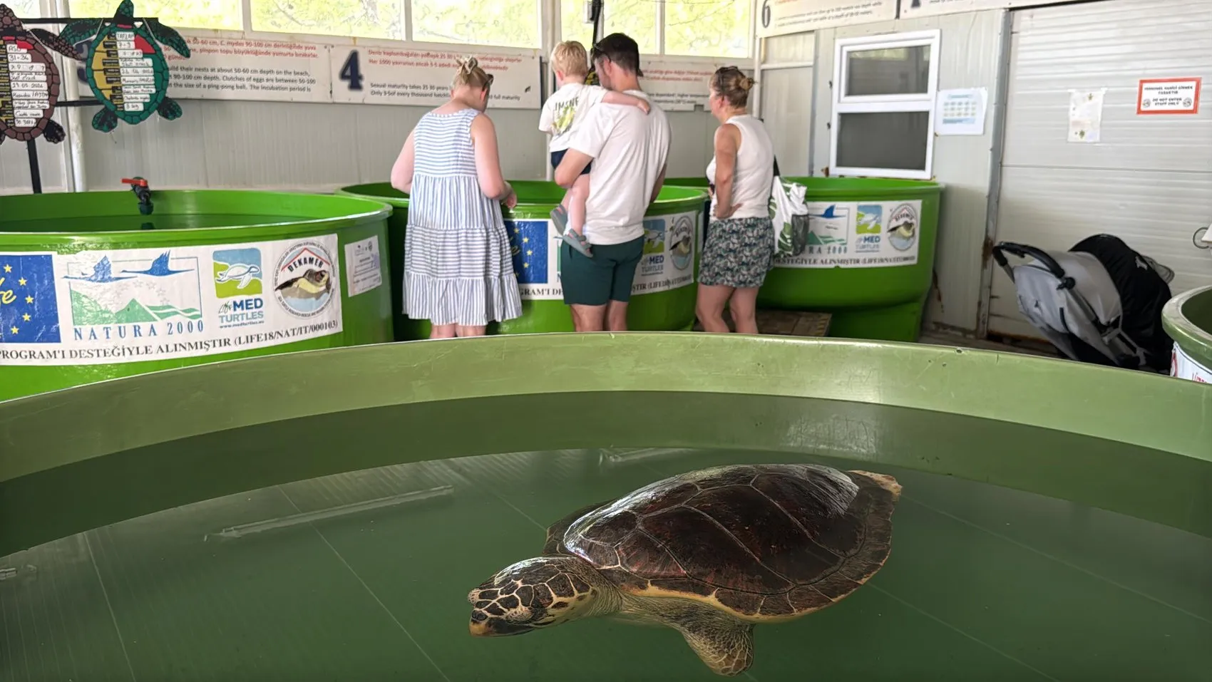 İztuzu’nda Caretta Carettaların Yaşam Mücadelesine Yakından Bakış