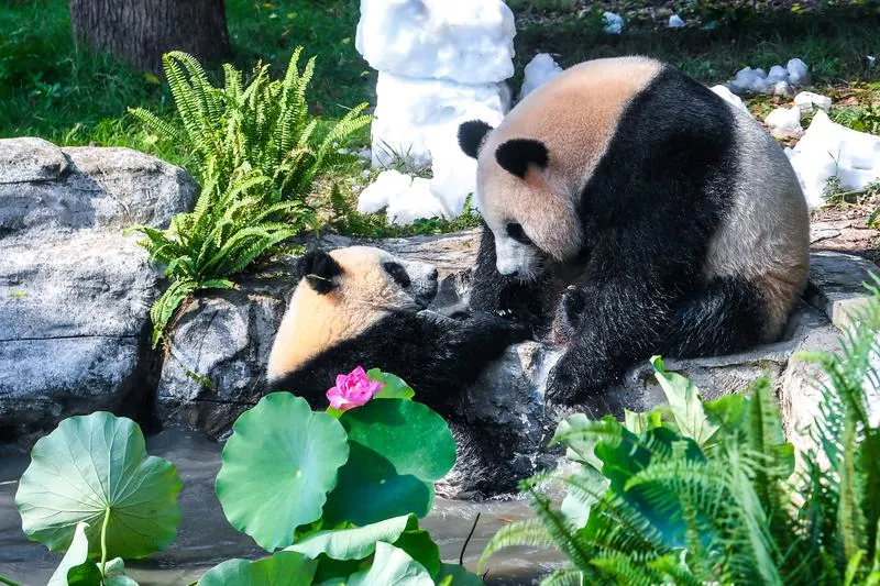 Panda Wang Shu ilk yaşını dev bir pasta ile kutladı