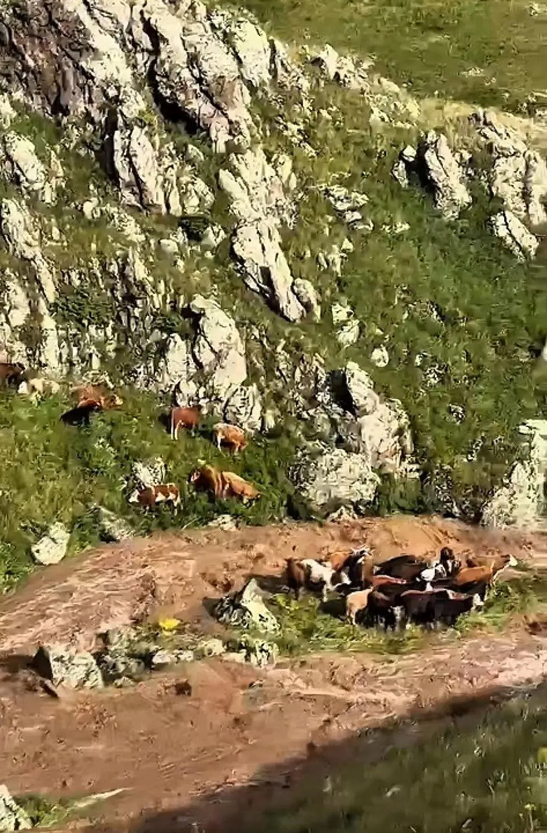 Kars'ta dere taştı inekler mahsur kaldı
