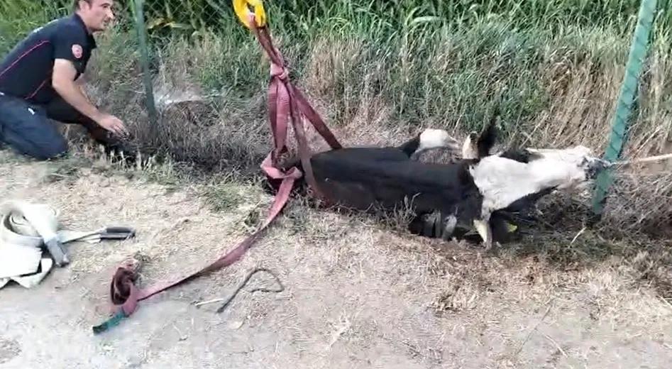 Bolu'da kanala düşen inek itfaiyenin halatlı operasyonuyla kurtarıldı