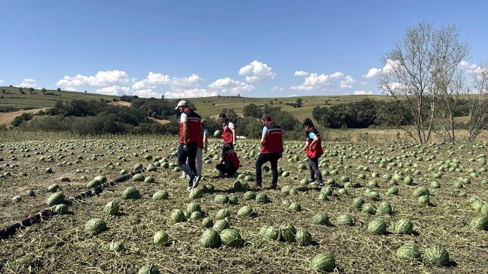 Tekirdağ'da dolu felaketi 35 bin dekar tarla zarar gördü