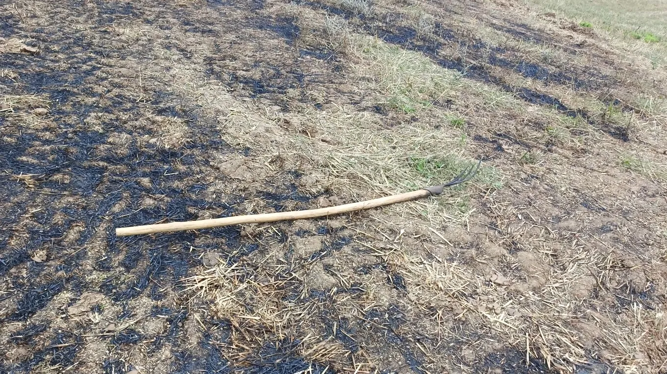 Samsun Bafra'da tarlada acı ölüm