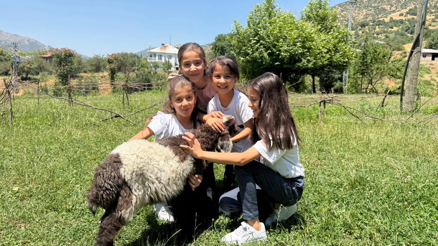 Şemdinli'de bir kuzunun sıra dışı yaşam yolculuğu