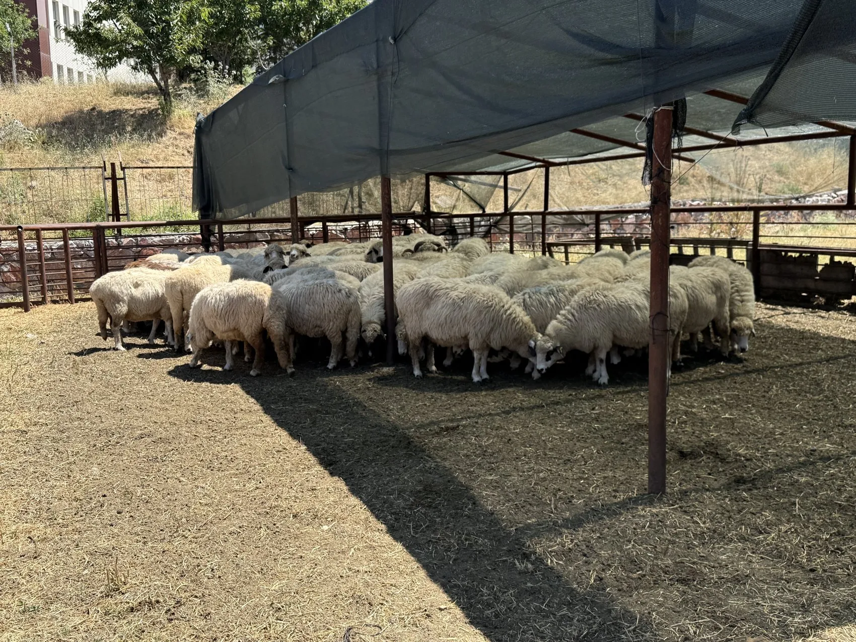Tokat'ın meşhur Karayaka koyunu üniversitede güvence altına alındı
