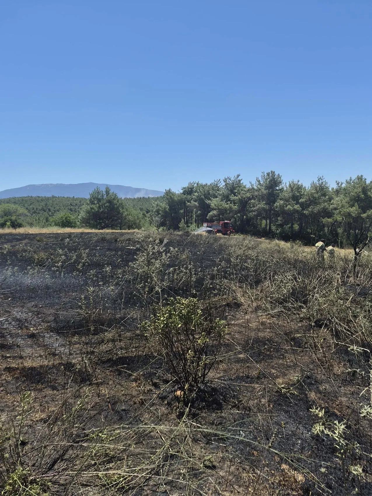 İzmir'de iki orman yangınına sebep olanlara gözaltı