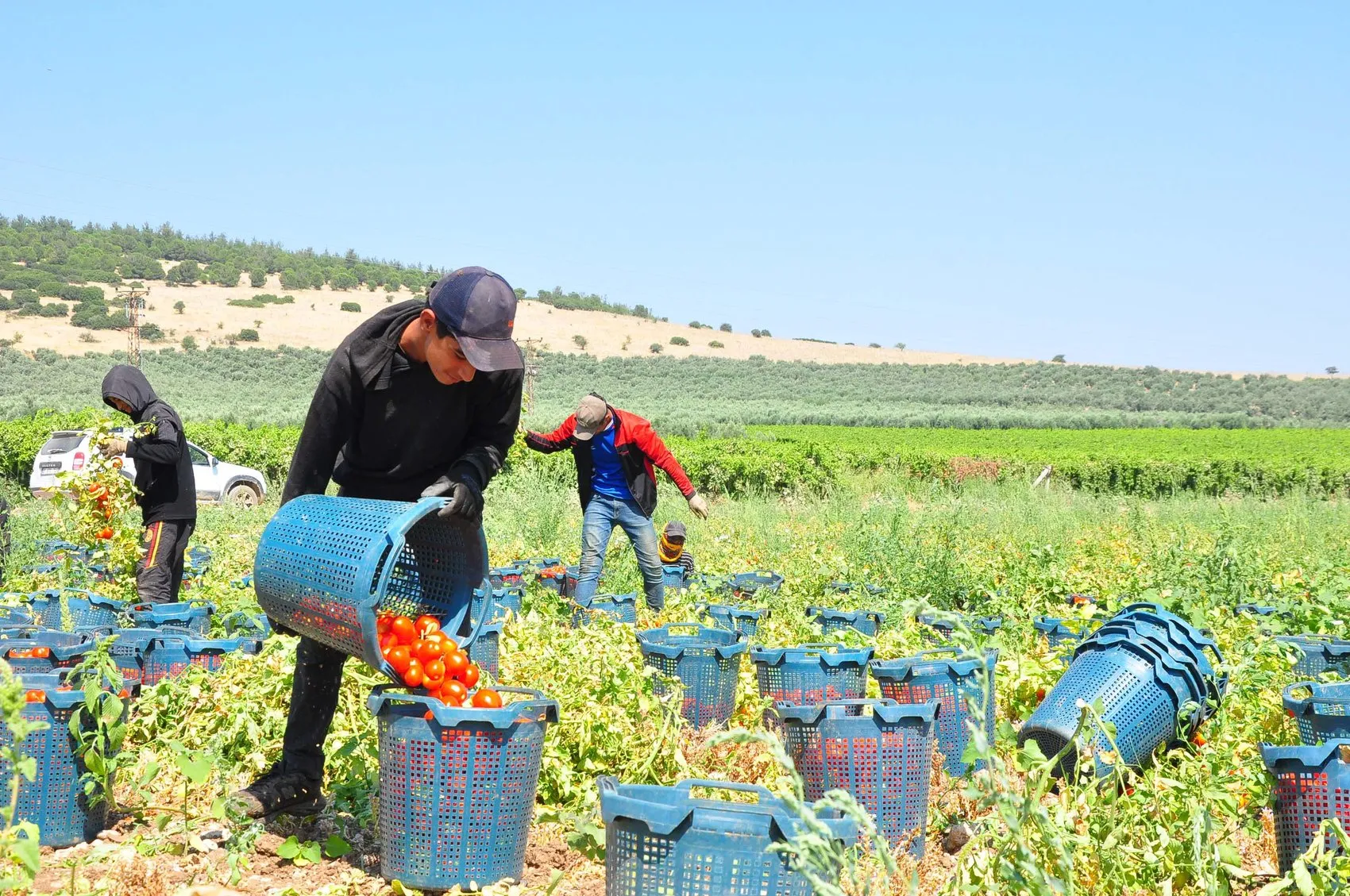Manisa domates tarlalarında hasat mesaisi başladı