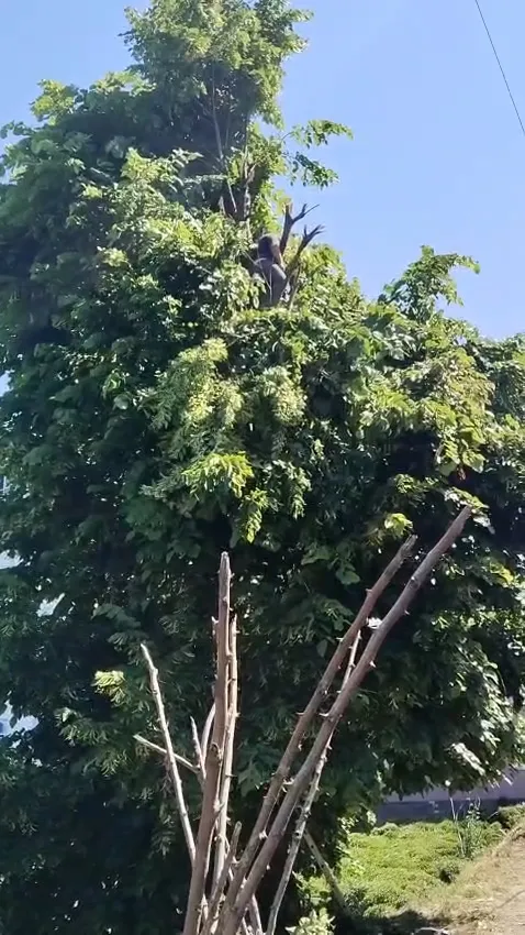 Rize’de budama için çıktığı ağaçta elektrik akımına kapılan kişi hayatını kaybetti
