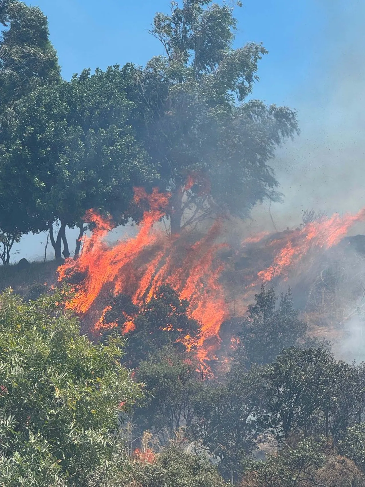 Bodrum’da şantiye yangını ormana sıçradı