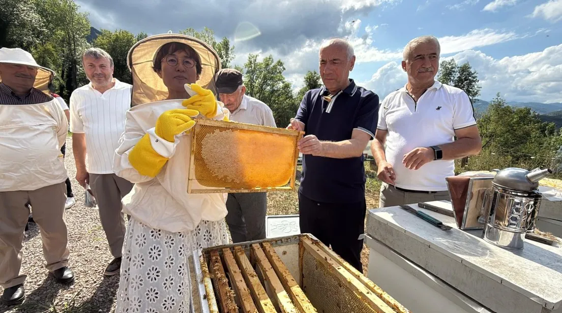 Avrupa tescilli Yenice ıhlamur balında sezon başladı