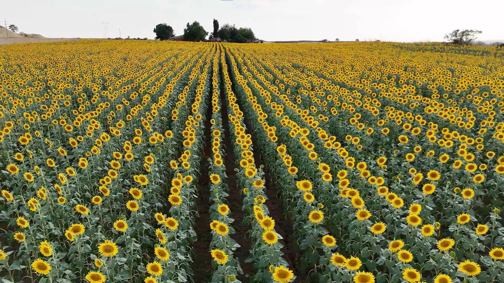 Trakya’nın altın sarısı tarlaları fotoğrafçıları ağırlıyor