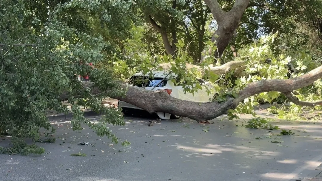 Florya’da devrilen asırlık ağaç park halindeki aracı hurdaya çevirdi