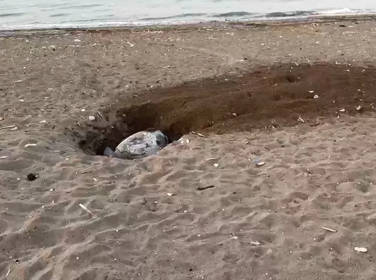 Akdeniz’de Caretta Caretta’ların yumurtlama mesaisi iki hafta rötar yaptı