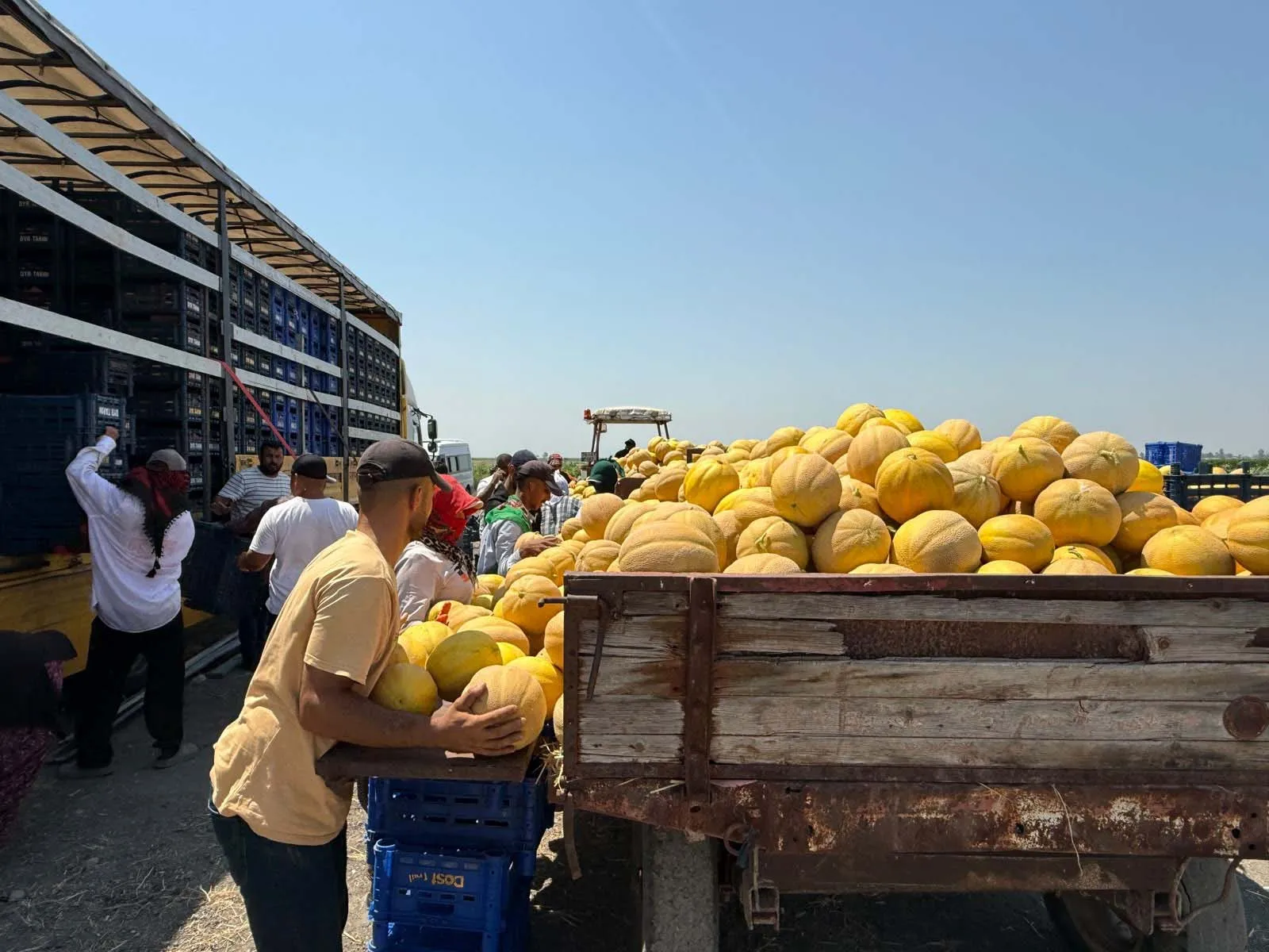 Amik Ovası’nda kavun hasadı başladı