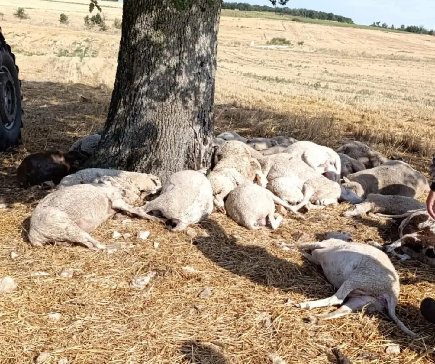 Edirne’de şiddetli yağışta ağaca yıldırım isabet etti 30 koyun telef oldu