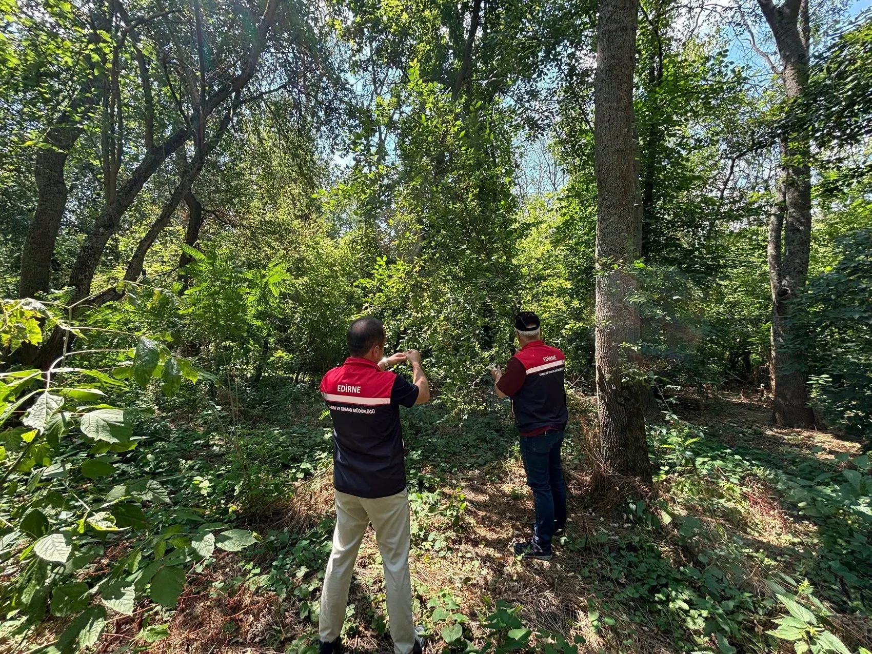 Edirne tarlalarını korumak için 728 samuray arıcığı göreve başladı
