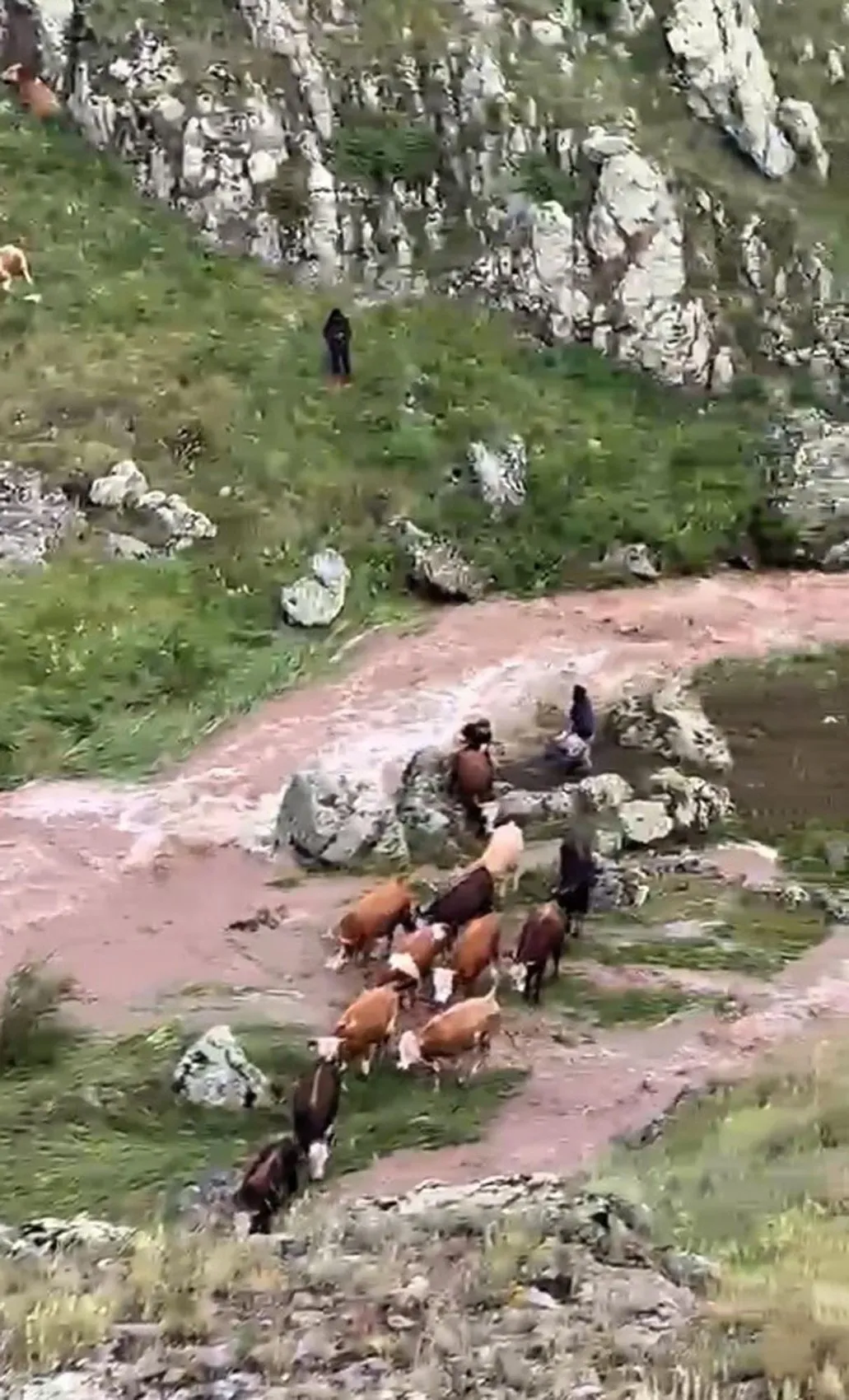 Kars'ta dere taştı inekler mahsur kaldı