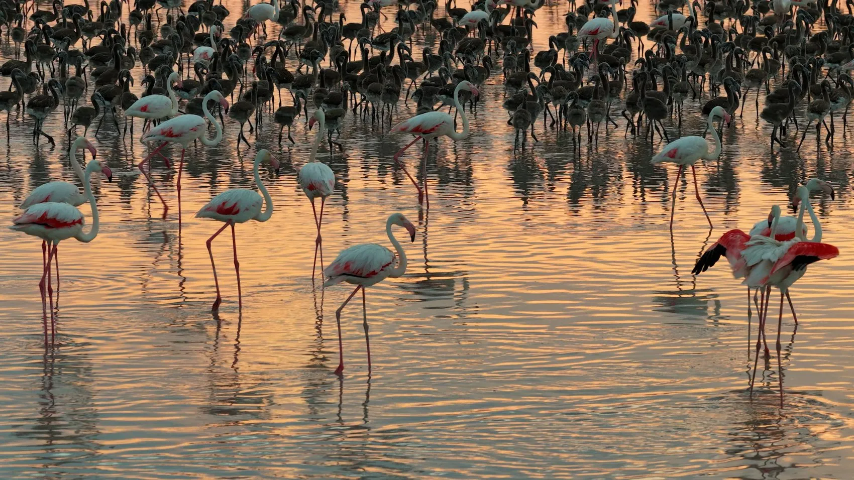Tuz Gölü'nde flamingo bereketi yaşanıyor