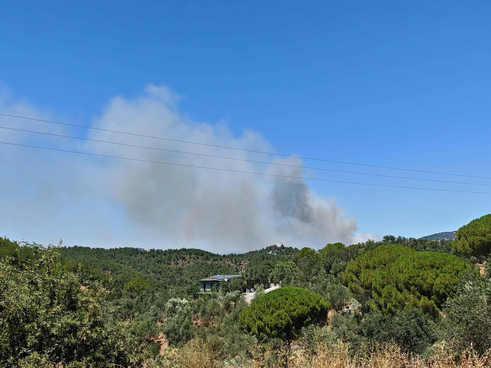 Balıkesir Gömeç ormanlarında yangın paniği