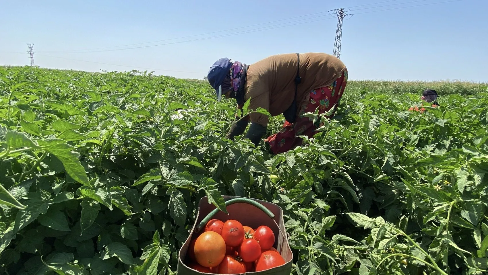 Çanakkale domatesinde sezon açıldı