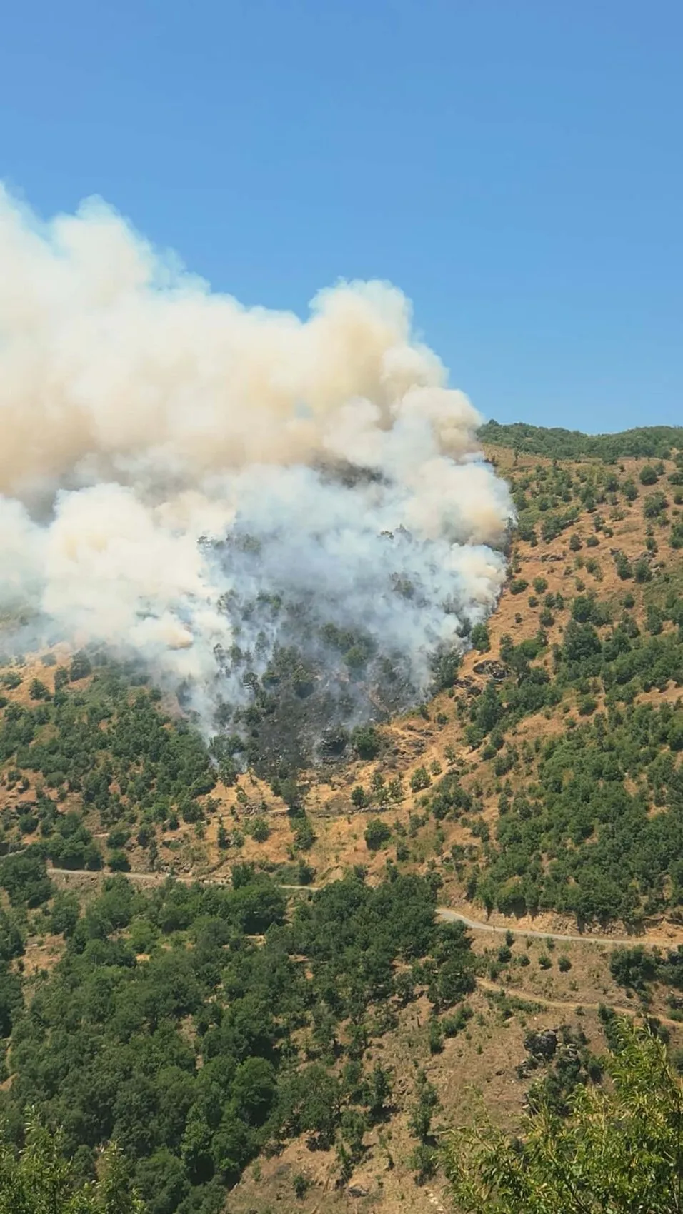 Sultanhisar'da kestane bahçeleri alevlere teslim oldu