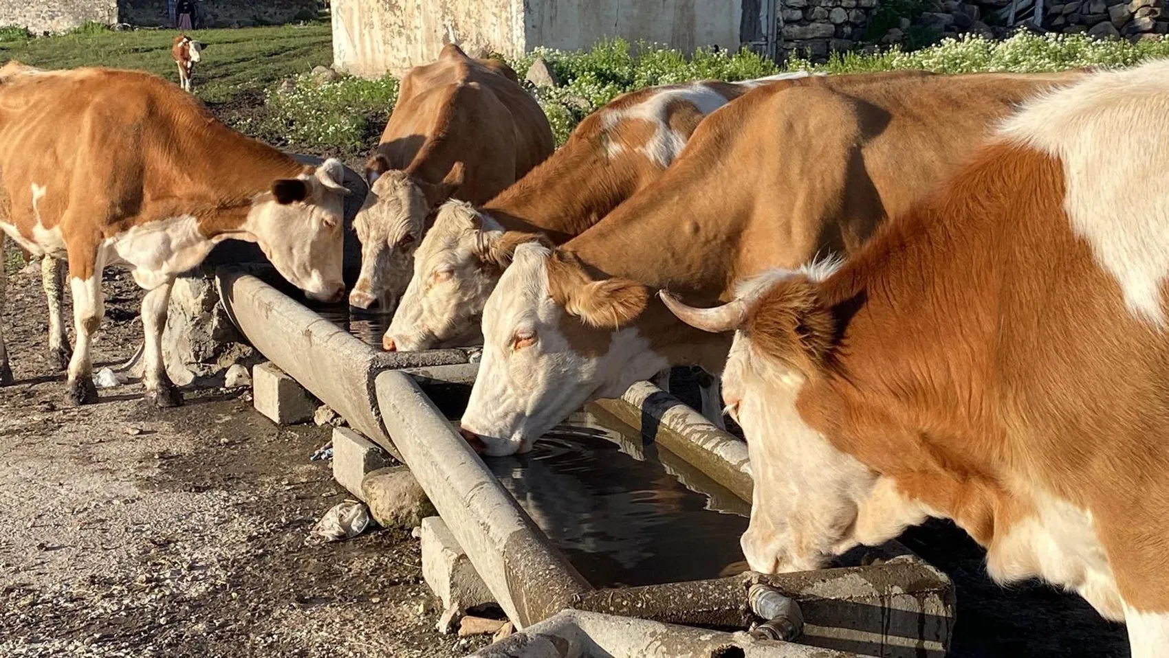 Karslı üreticiler 2 bin metrede kışlık hazırlığa başladı