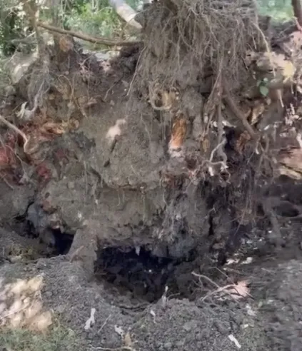 Florya’da devrilen asırlık ağaç park halindeki aracı hurdaya çevirdi