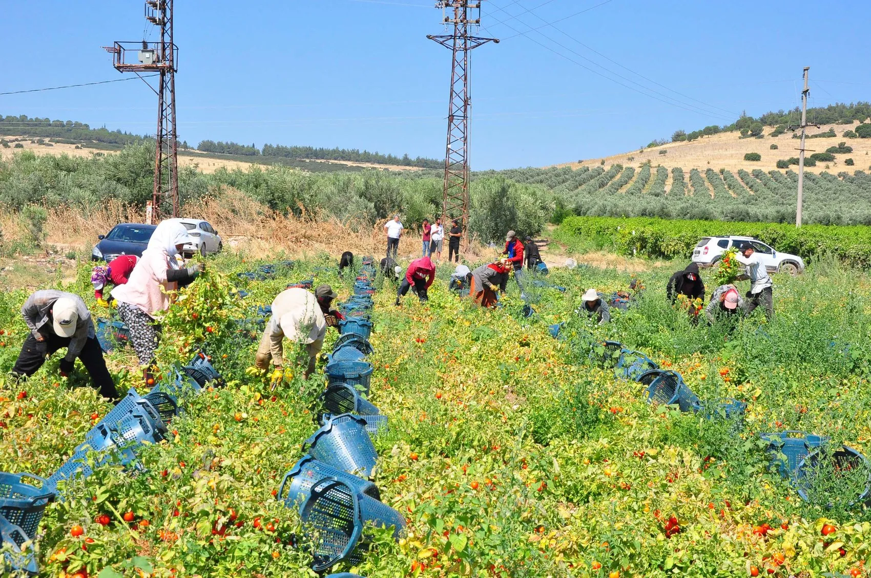Manisa domates tarlalarında hasat mesaisi başladı