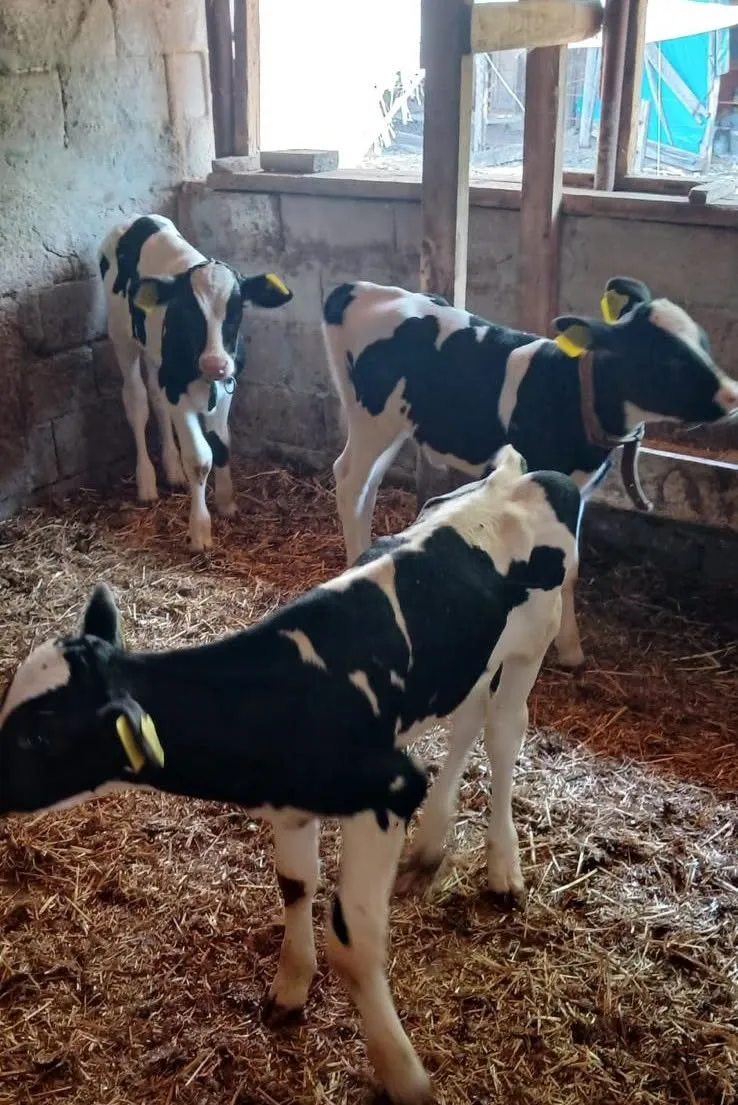 Edirne’de köylünün ineği tek seferde üç buzağı dünyaya getirdi