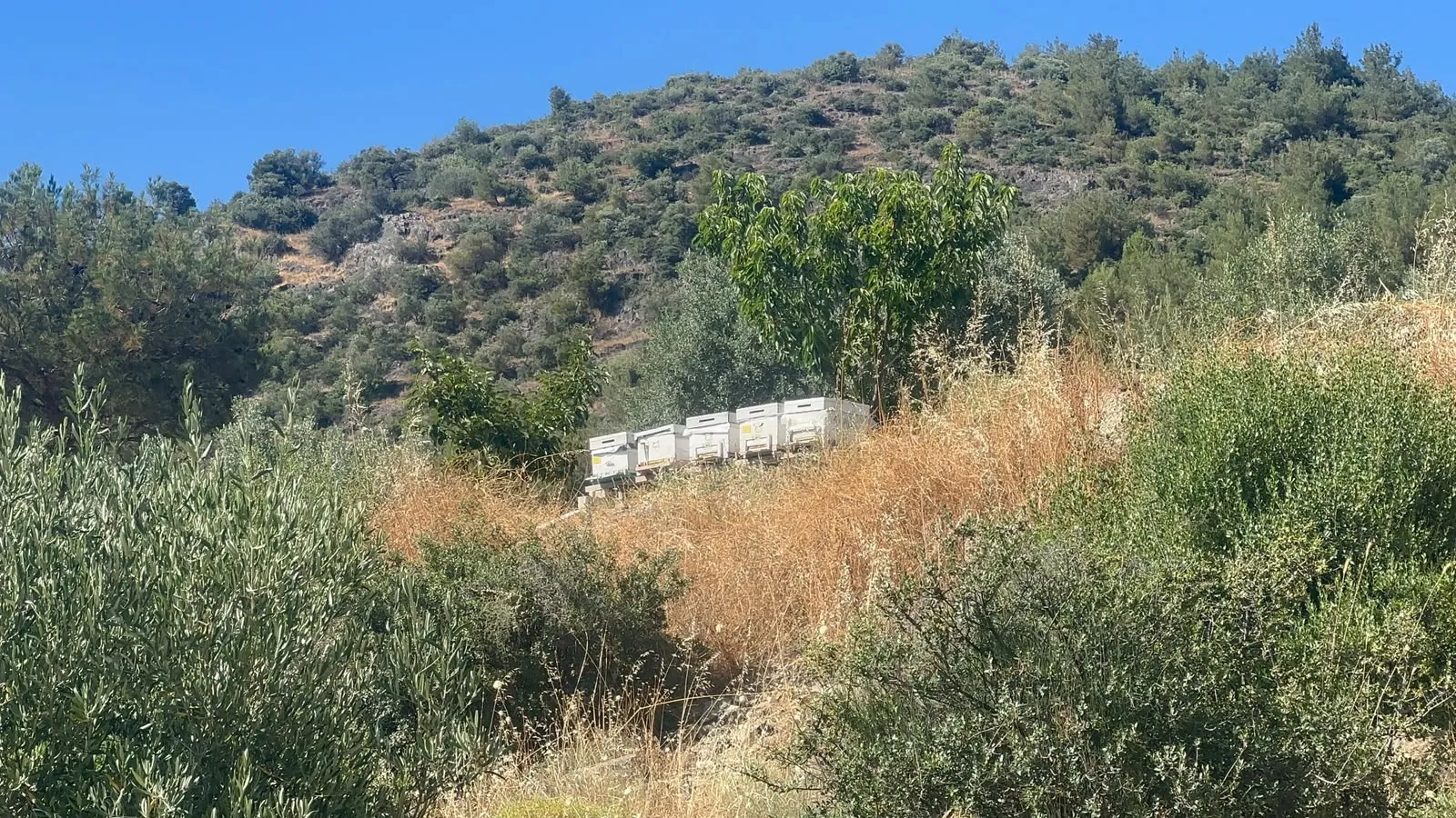 İznik’teki çöplük yangını zeytinliklere zarar verdi