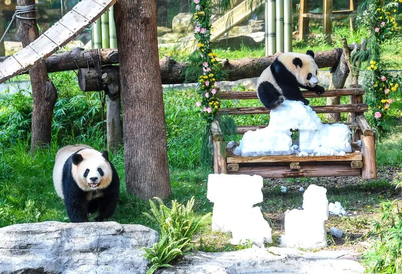 Panda Wang Shu ilk yaşını dev bir pasta ile kutladı