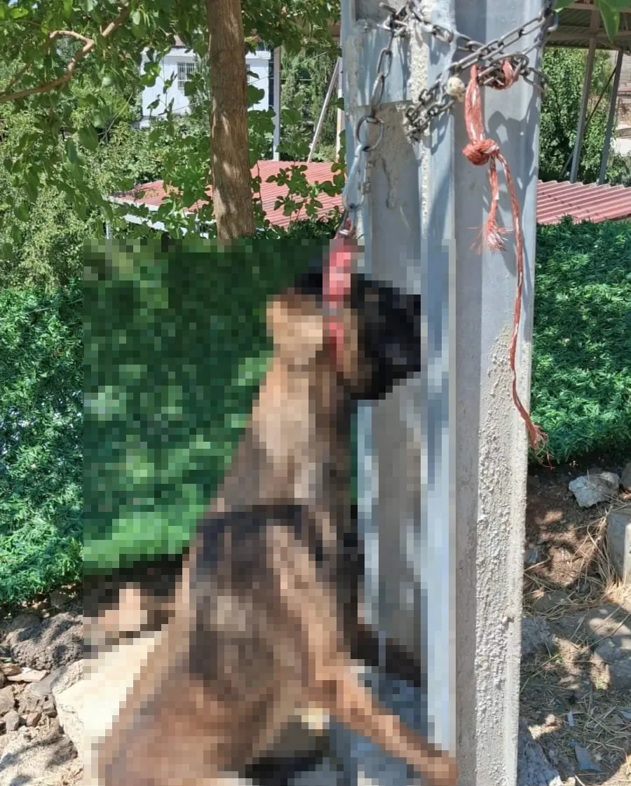Hatay'da vahşet Evden çalınan köpek elektrik direğinde ölü bulundu