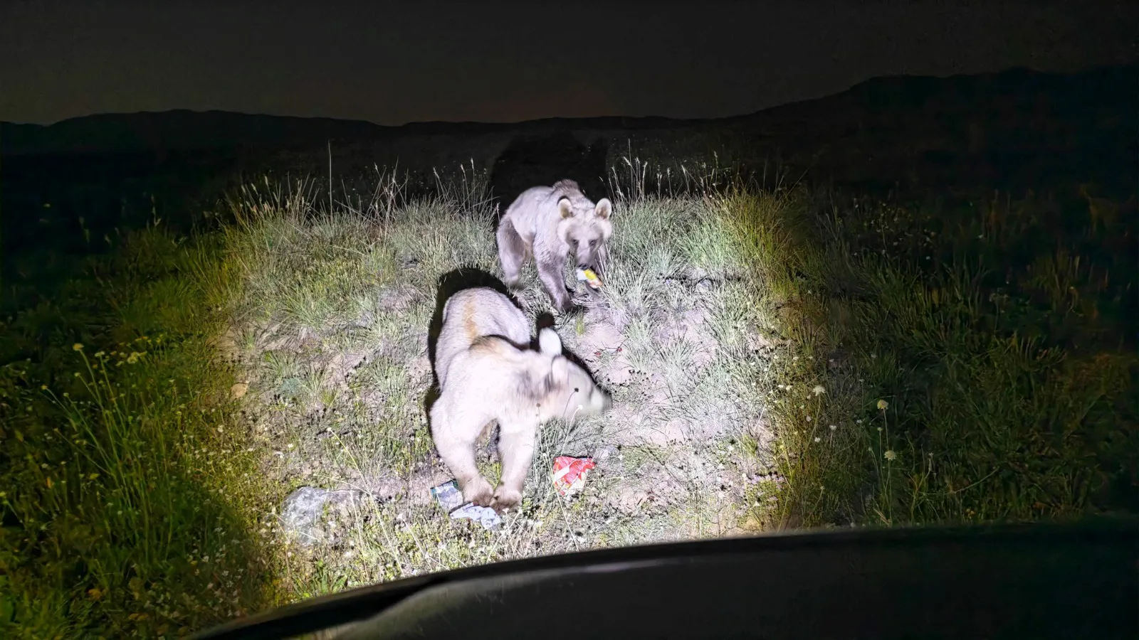 Nemrut’ta ayılar sofrayı ziyaretçilerin bıraktığı çöplerle kuruyor
