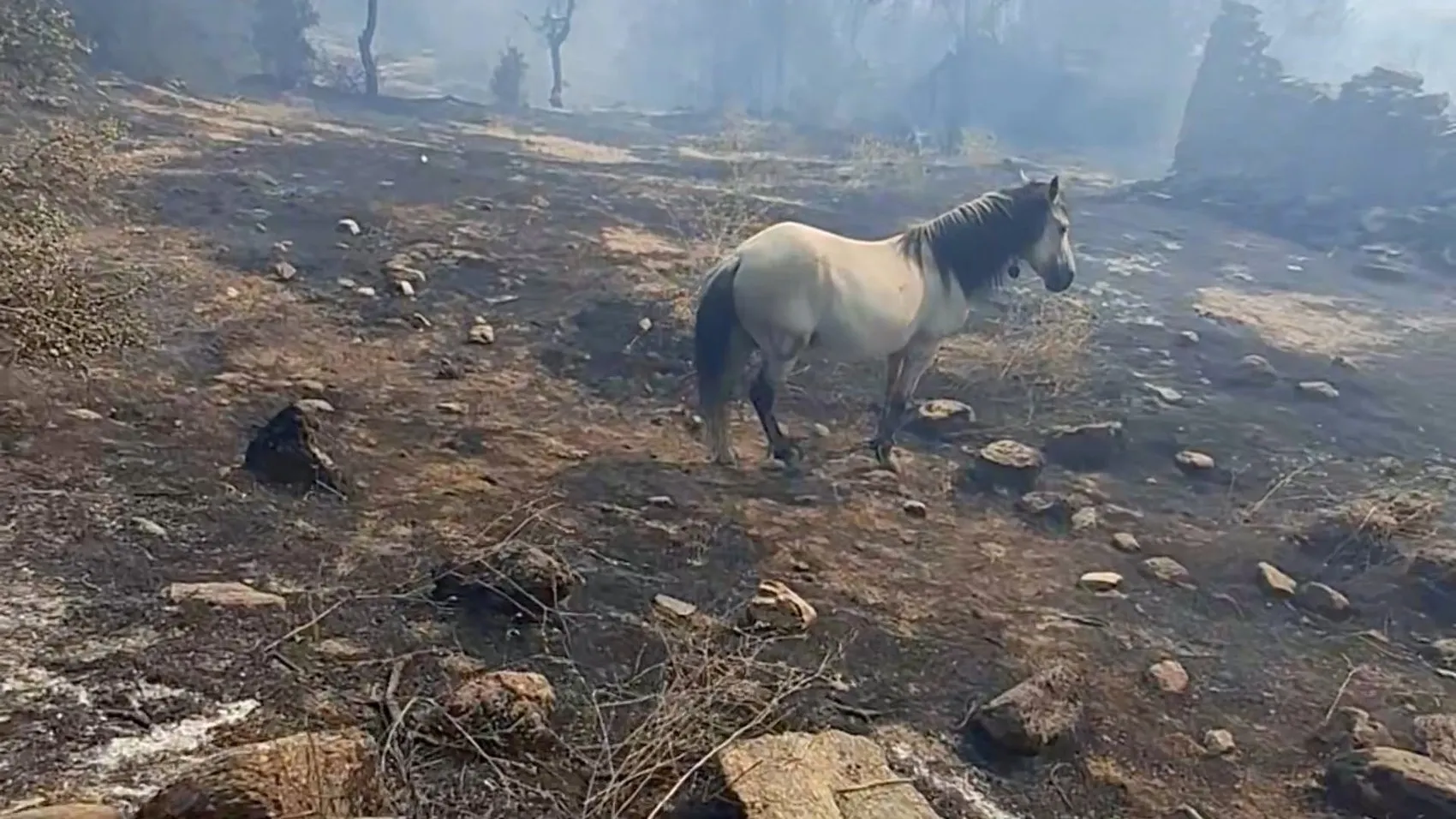 Aydın Çine’de alevlerin arasında kalan hayvanları vatandaşlar kurtardı