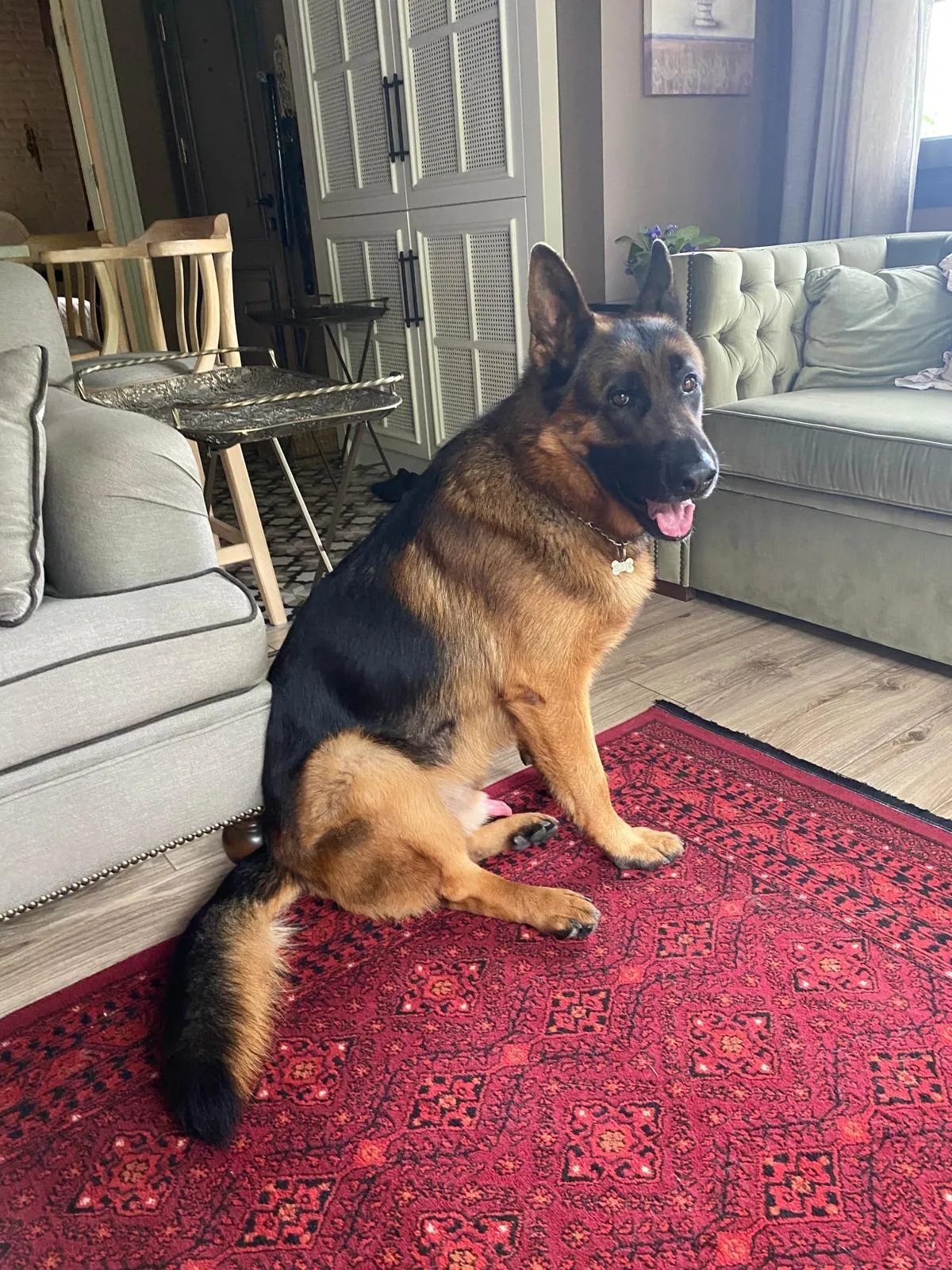 Trabzon'da kayıp köpeğini bulana 100 bin lira ödül verecek