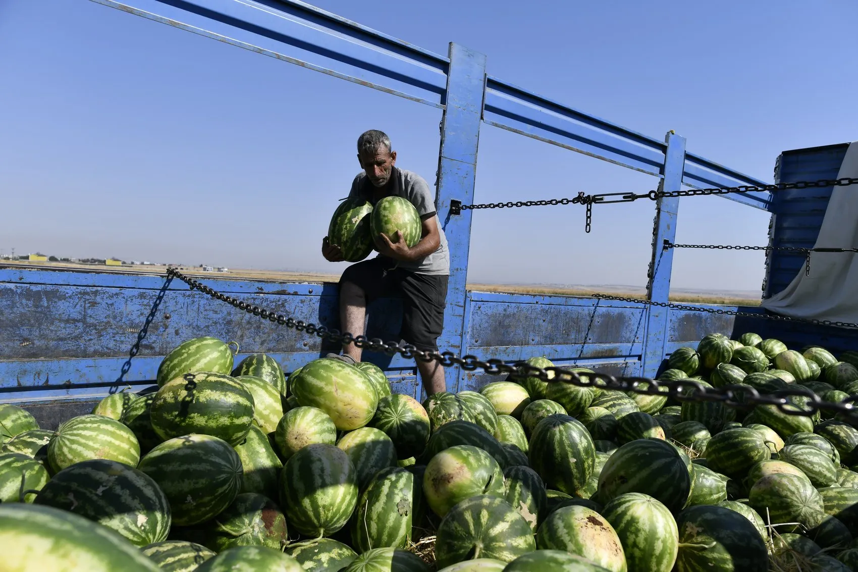 Diyarbakır karpuzunda hasat başladı ama çiftçinin yüzü gülmüyor