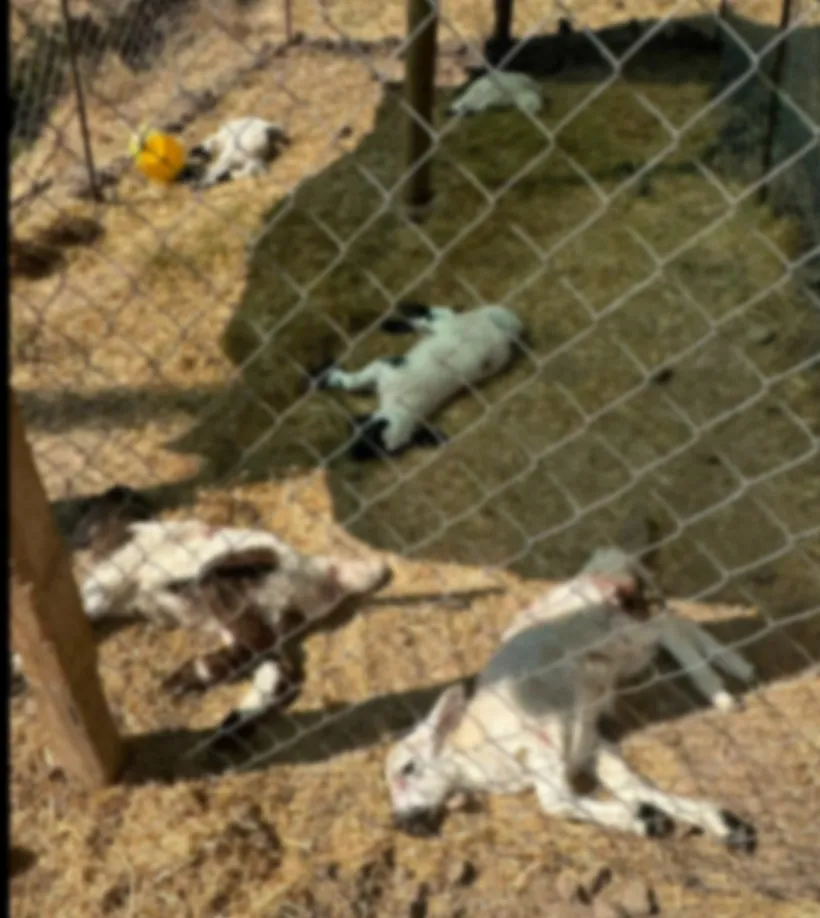 Bismil'de sahipsiz köpekler bir besicinin 15 kuzusunu öldürdü