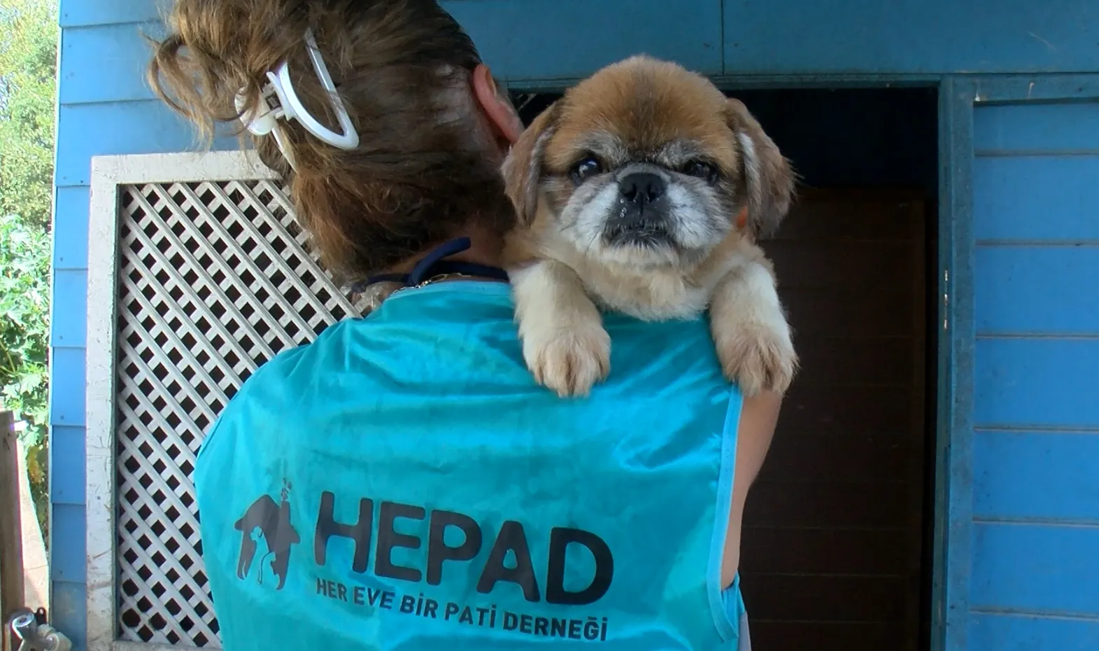 Bursa'da hevesi kaçanlar köpeklerini sokağa terk ediyor