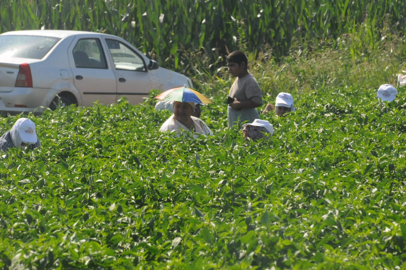 Edirne’nin meşhur acı biberinde hasat vakti geldi