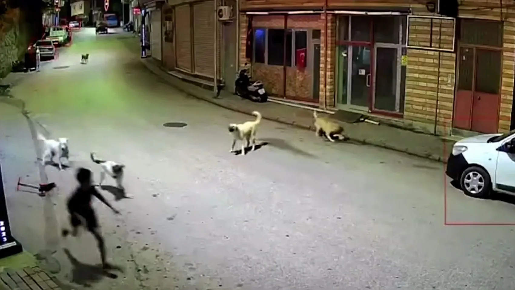 Ordu’da sokak köpekleri skuter süren çocuğu kovaladı