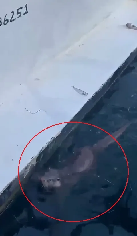 Erdek Limanı’nda sürpriz ziyaretçi