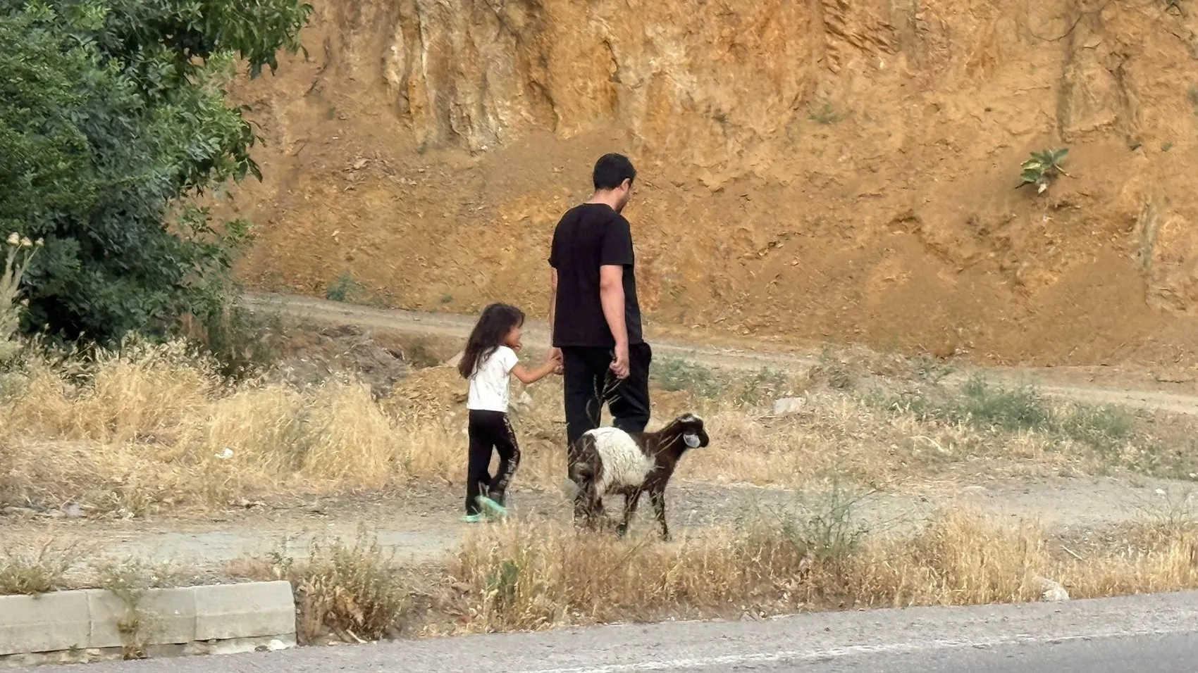 Şemdinli'de bir kuzunun sıra dışı yaşam yolculuğu