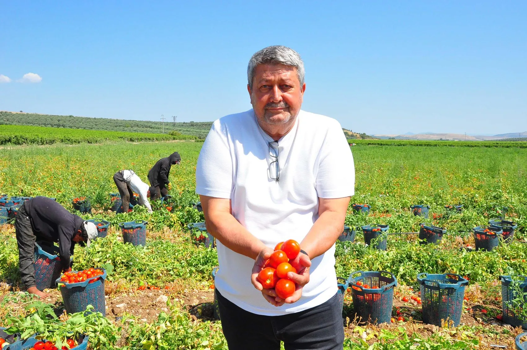 Manisa domates tarlalarında hasat mesaisi başladı
