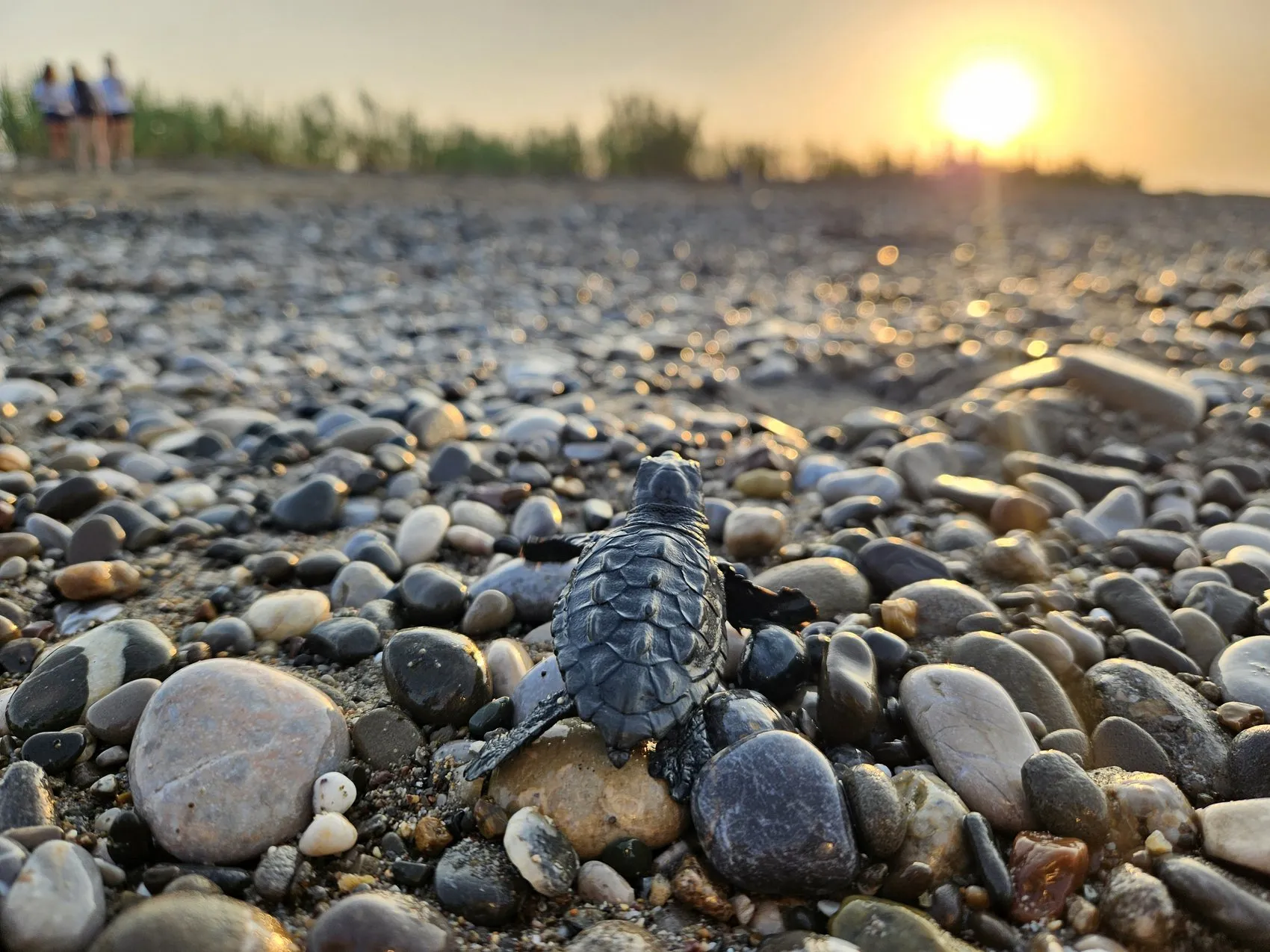 Belek sahillerinde caretta caretta yavruları denize ulaşıyor