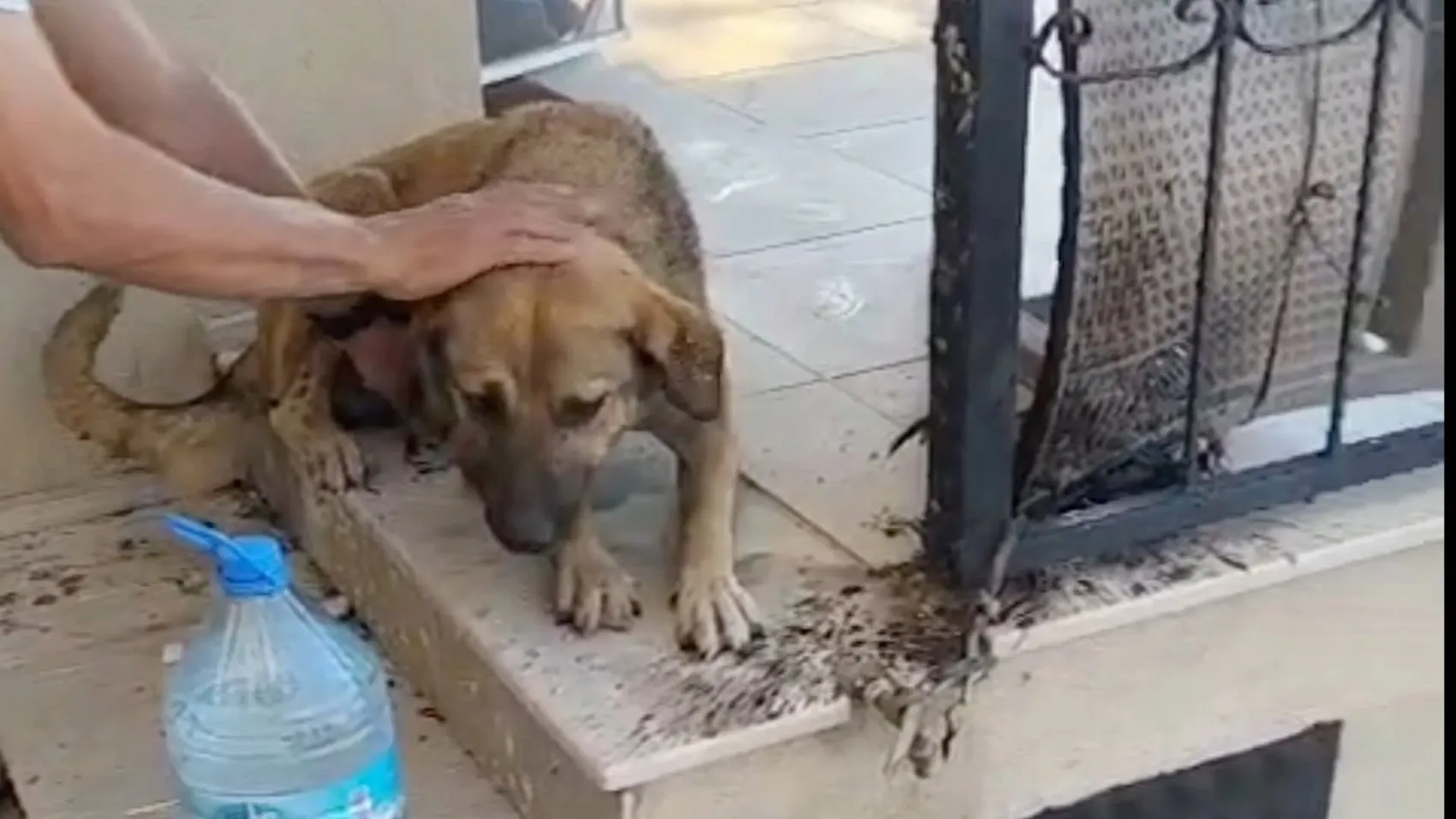 Aydın Çine’de alevlerin arasında kalan hayvanları vatandaşlar kurtardı