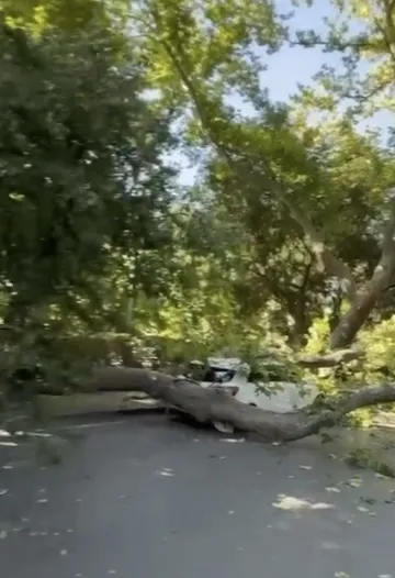 Florya’da devrilen asırlık ağaç park halindeki aracı hurdaya çevirdi