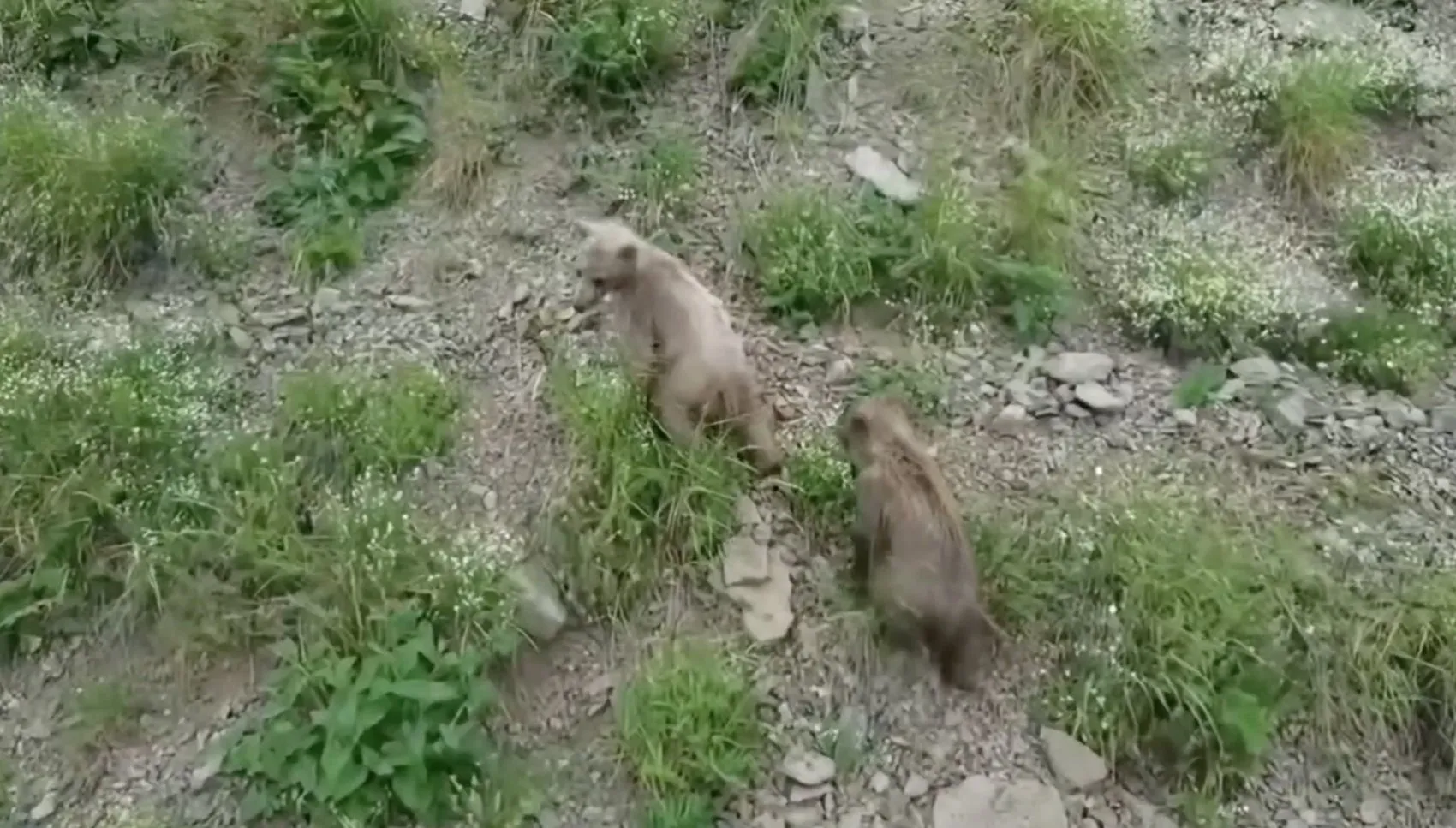 Artvin’de anne ayının yavrularıyla gezintisi havadan görüntülendi